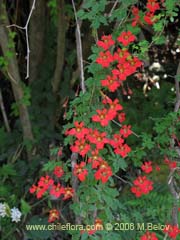 Imgen de Tropaeolum speciosum (Coralito/Quintralito/Voqui)